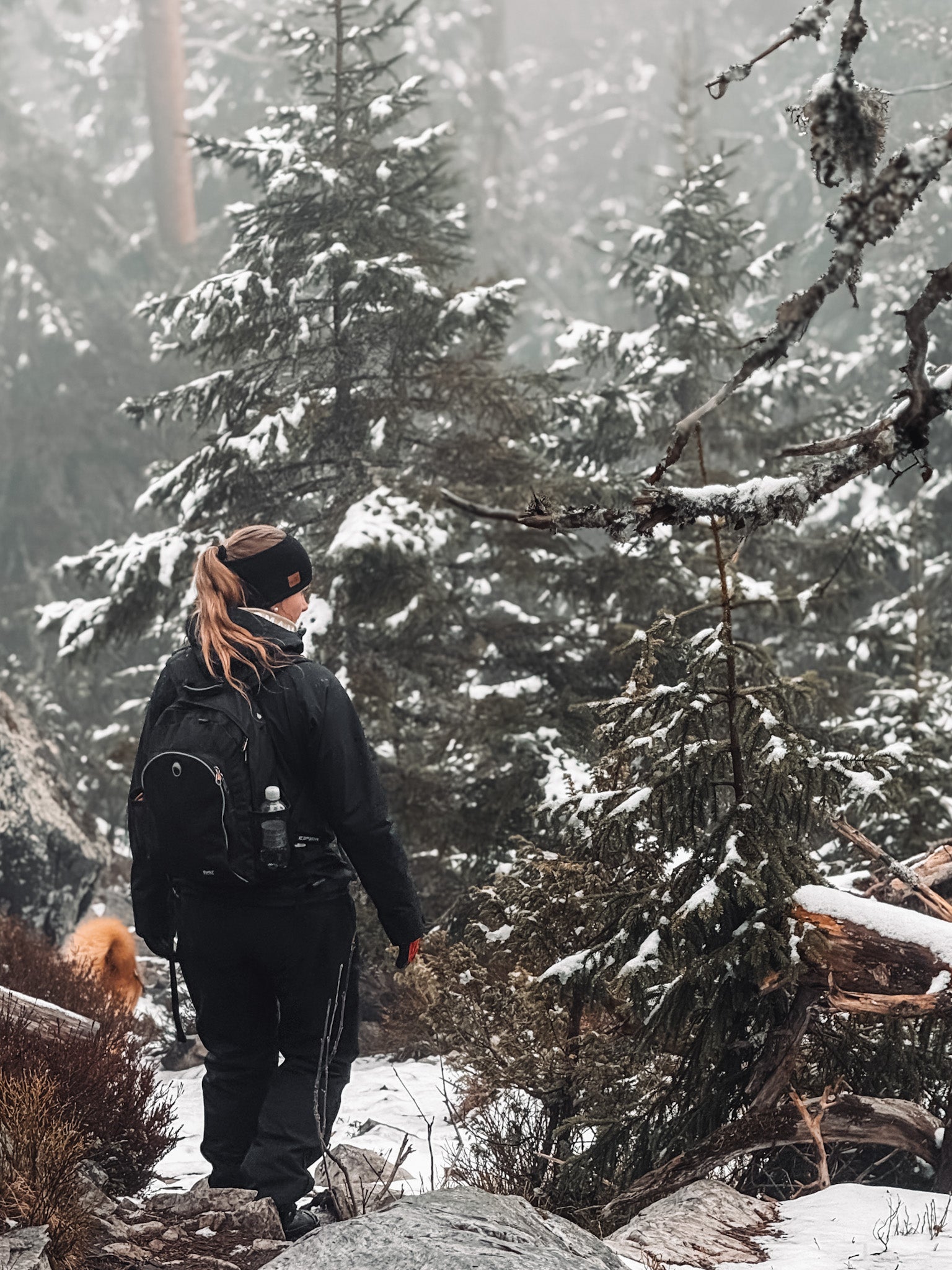 Merinovillapanta SUTKA